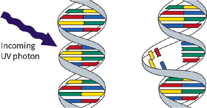 Принцип стерилизации стерилизации UVC.