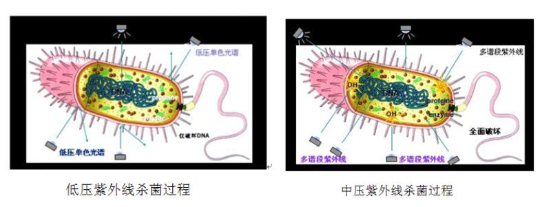 Разница между UVC среднего давления и стерилизаторами UVC низкого давления
